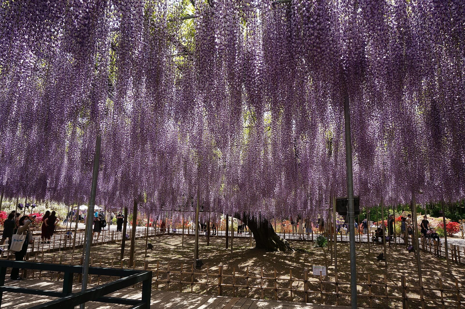 Il pergolato di glicini secolari dell'Ashikaga Flower Park in piena fioritura
