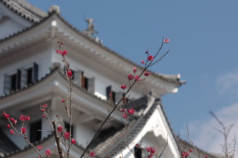 Castello di Gujo Hachiman (郡上八幡城)