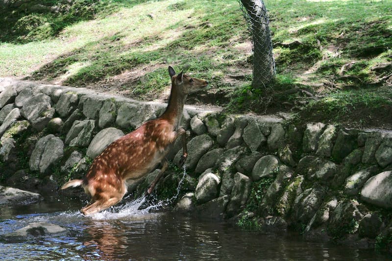 I cervi di Nara