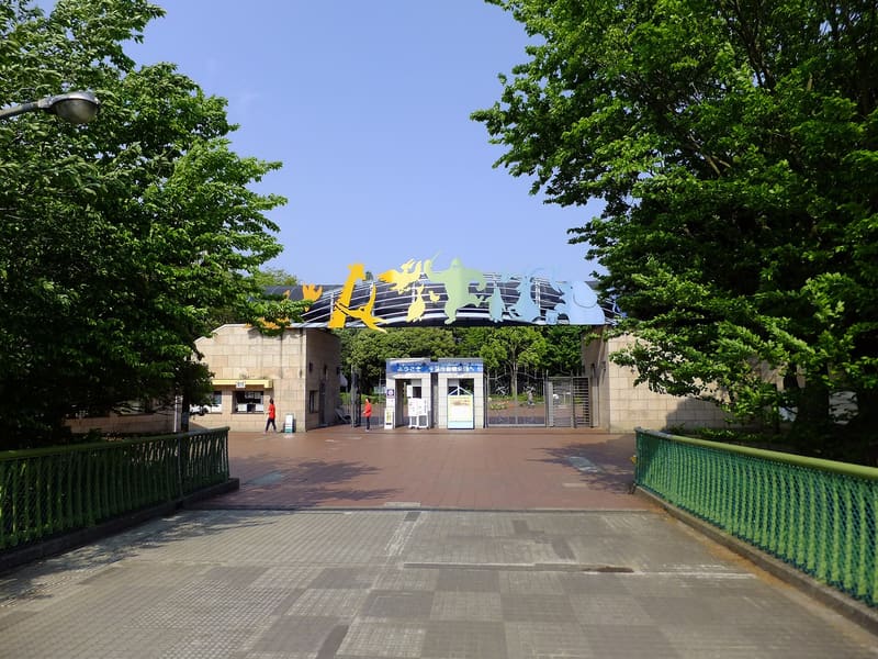 千葉市動物公園 — 小貓熊風太