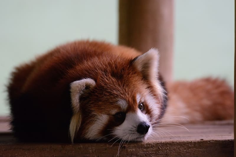 Zoo di Chiba — Fūta il panda rosso (千葉市動物公園)