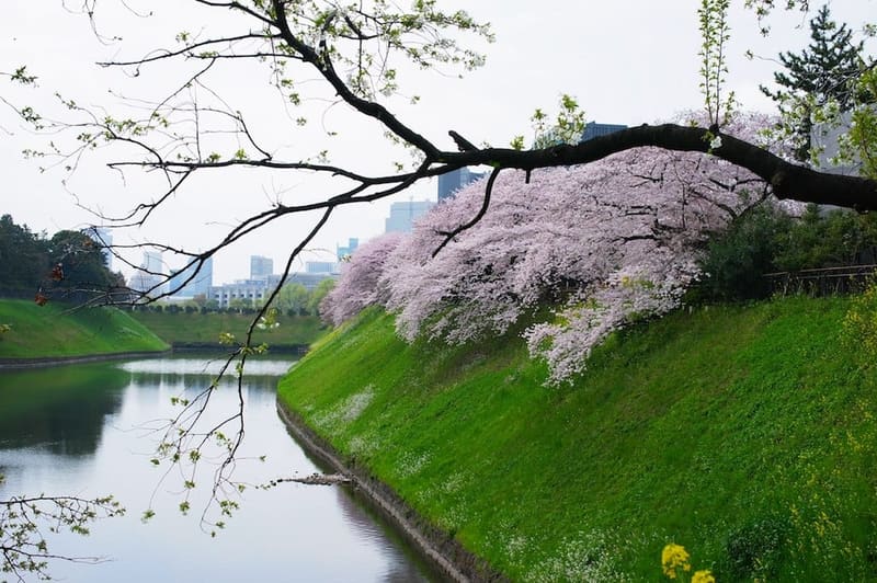 Chidorigafuchi (千鳥ヶ淵)
