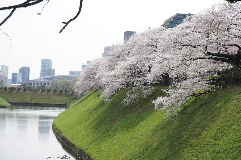 Chidorigafuchi (千鳥ヶ淵)