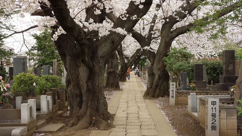 谷中靈園與天王寺