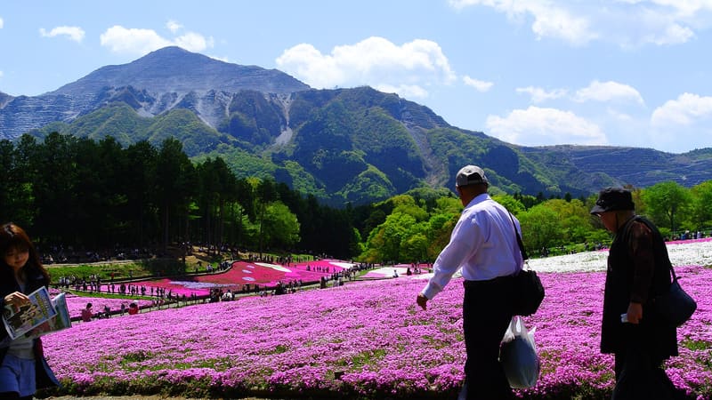 羊山公園芝櫻之丘