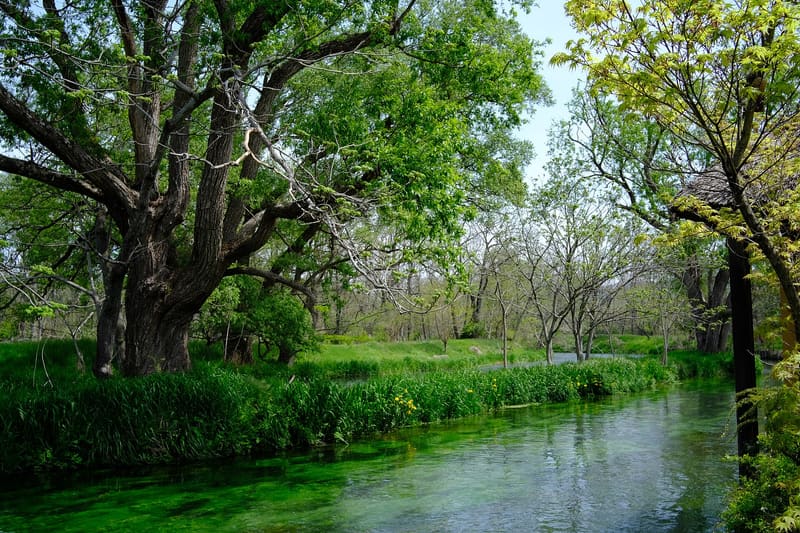 Daiō Wasabi Farm