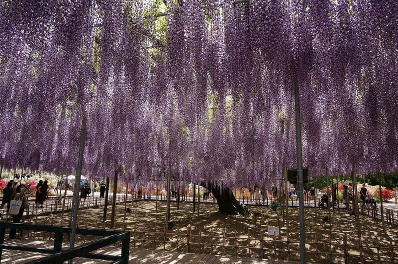 Ashikaga Flower Park (あしかがフラワーパーク)