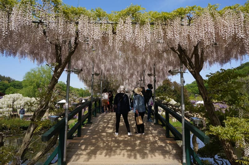 Ashikaga Flower Park (あしかがフラワーパーク)