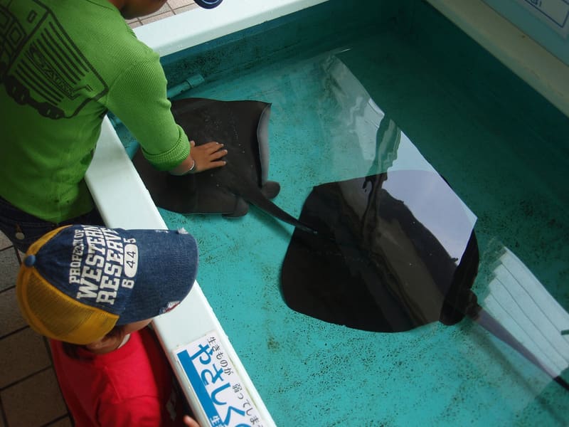 Acquario di Echizen Matsushima