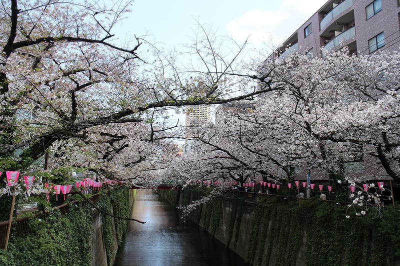 Meguro River (Nakameguro stretch)