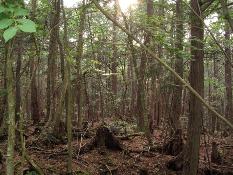 Aokigahara Forest (Jukai)