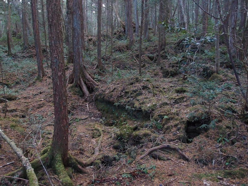 Aokigahara Forest (Jukai)