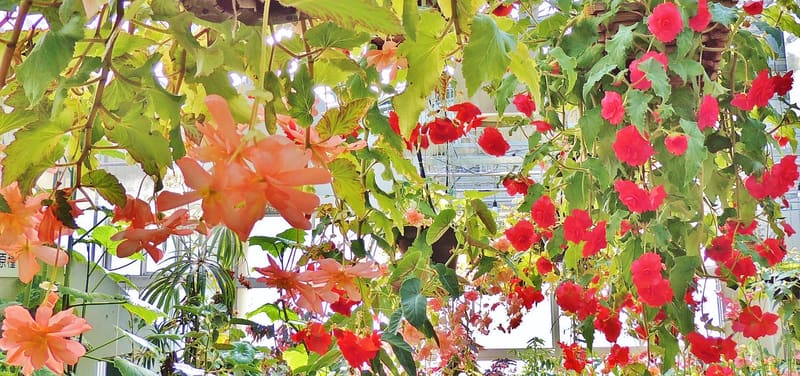 広島市植物公園