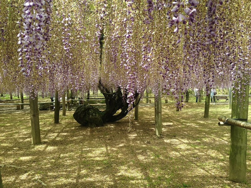 Kawachi Fuji Wisteria Garden