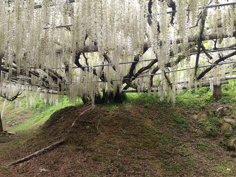 Kawachi Fuji Wisteria Garden