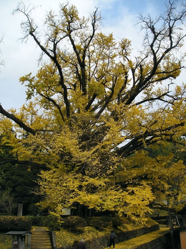 Ginkgo di Shimojō (下城の大イチョウ)