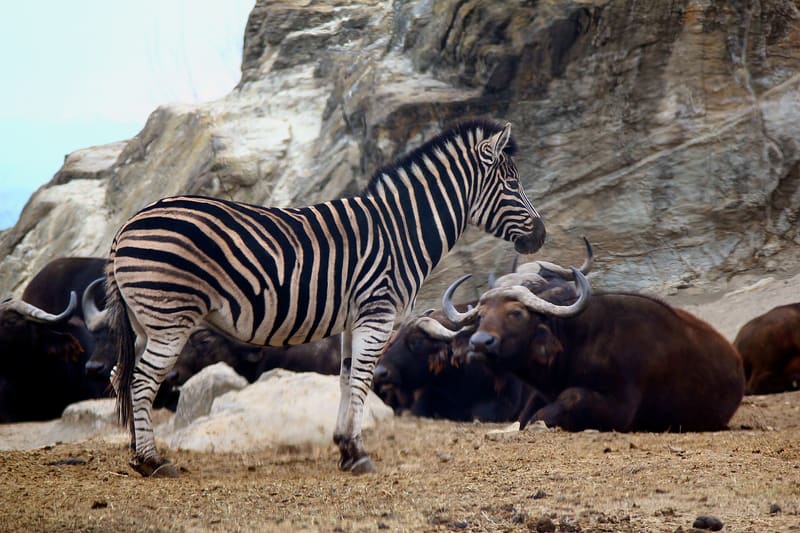 Gunma Safari Park (群馬サファリパーク)