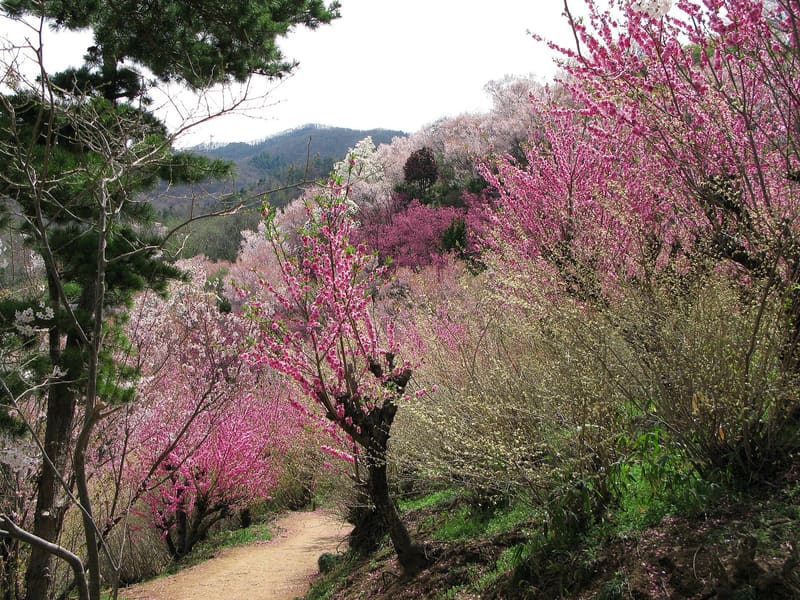 Hanami-yama Park