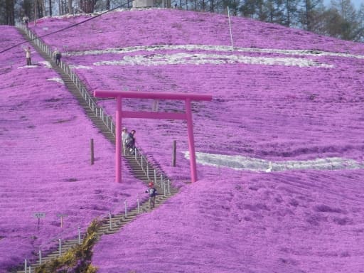 ひがしもこと芝桜公園