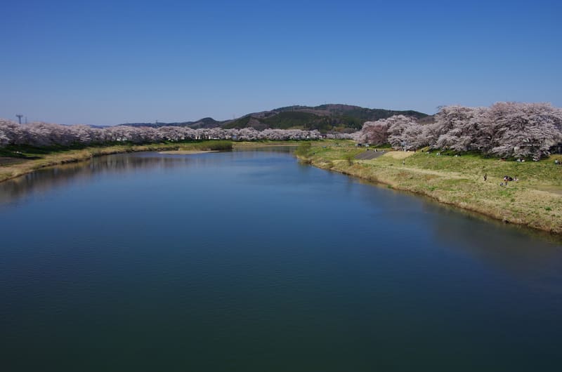 白石川堤一目千本桜