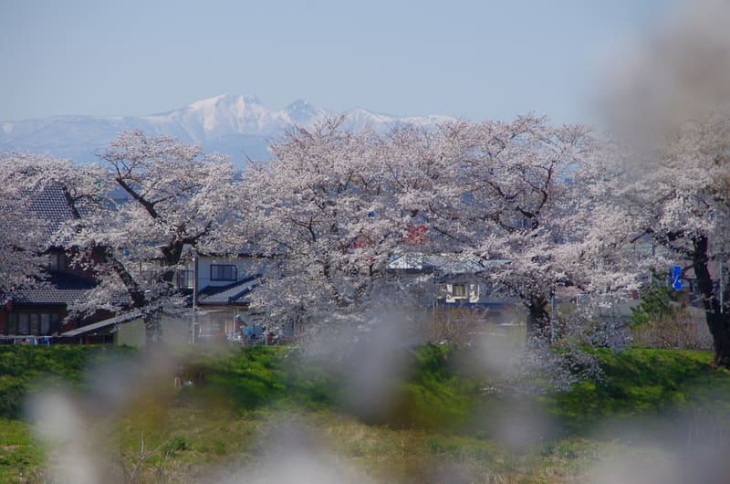 Argine del fiume Shiraishi — Hitome Senbonzakura (白石川堤一目千本桜)