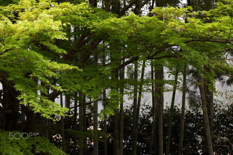 Hōsen-in