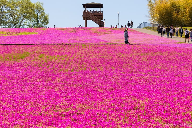 Ichikai Shibazakura Park
