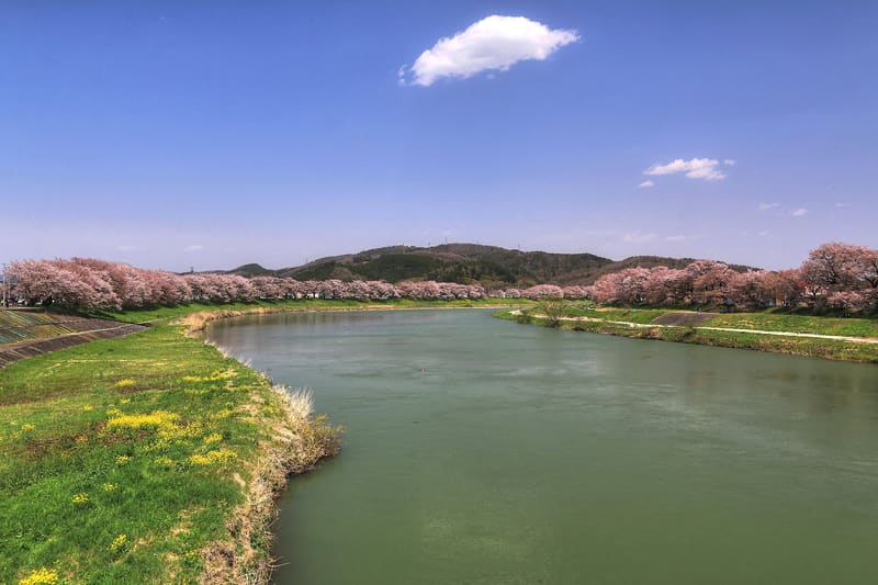 白石川堤一目千本桜