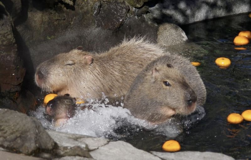 伊豆仙人掌動物公園(伊豆シャボテン動物公園)