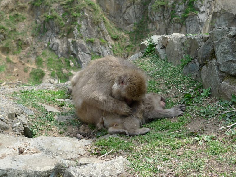 地獄谷野猿公苑
