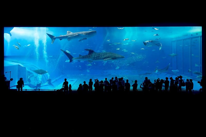 Acquario Churaumi di Okinawa (沖縄美ら海水族館)