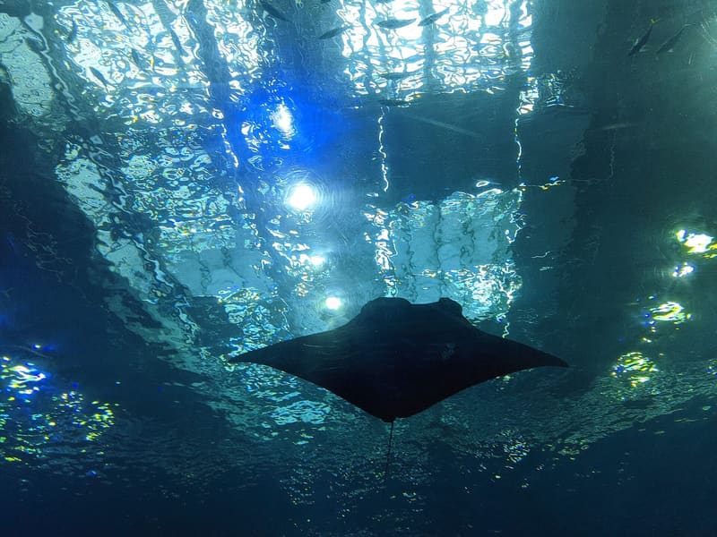 Okinawa Churaumi Aquarium (沖縄美ら海水族館)