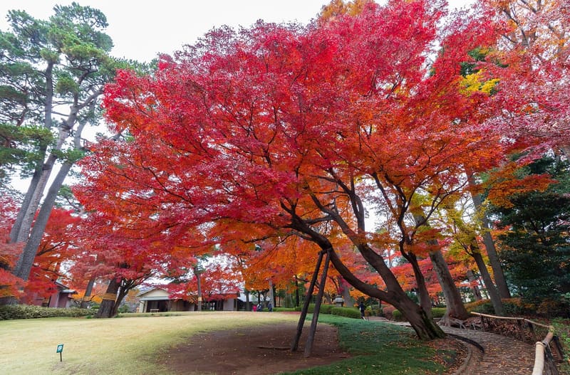 Otaguro Park (大田黒公園) — Ogikubo