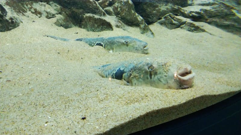 海響館 — 下關水族館