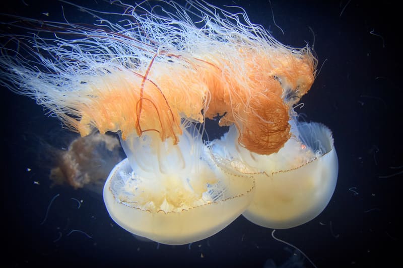 Acquario di Kamo
