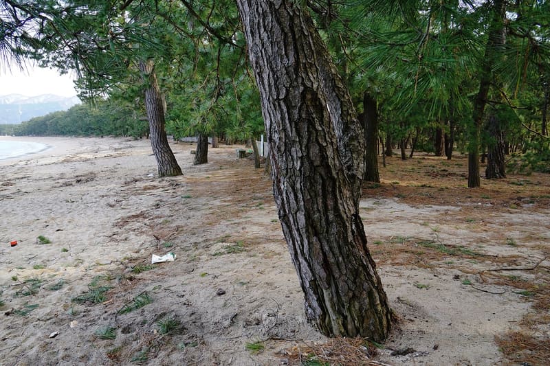 Kehi no Matsubara