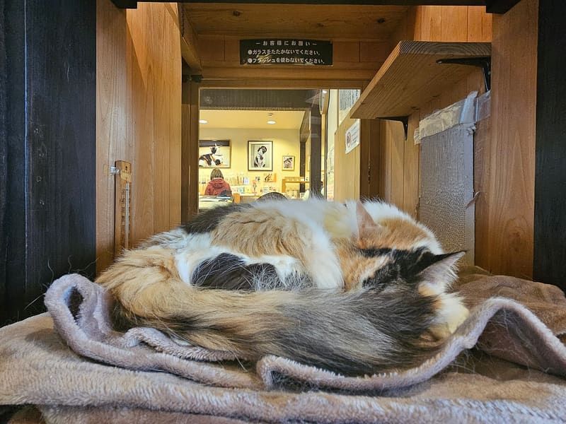Stazione di Kishi, il treno del gatto