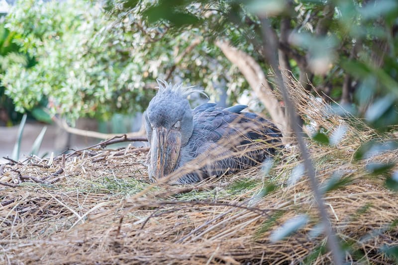 Kobe Animal Kingdom