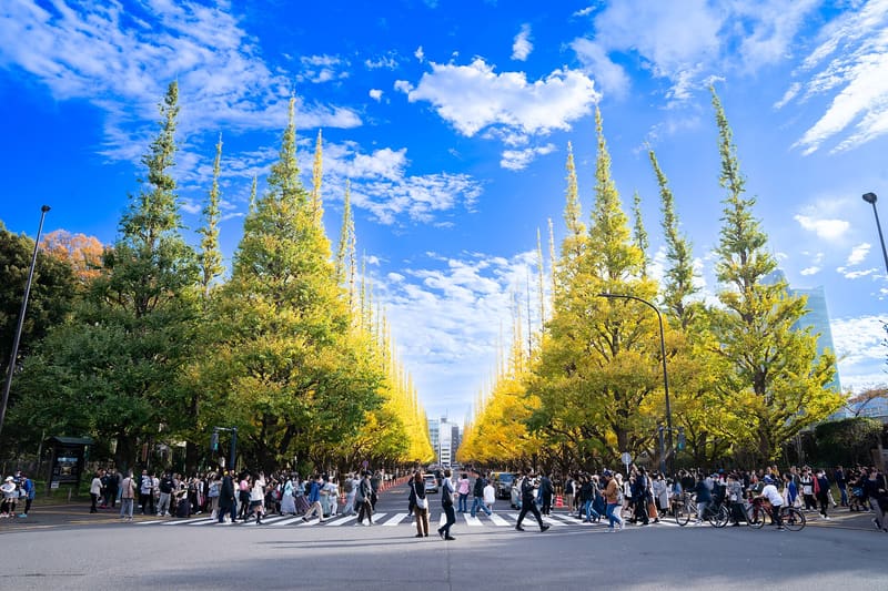 Meiji Jingū Gaien, viale dei ginkgo