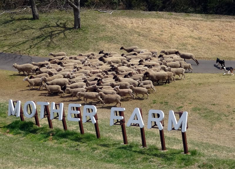 Mother Farm (マザー牧場)