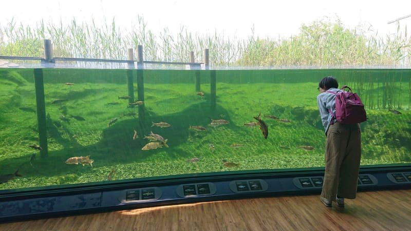 琵琶湖博物館