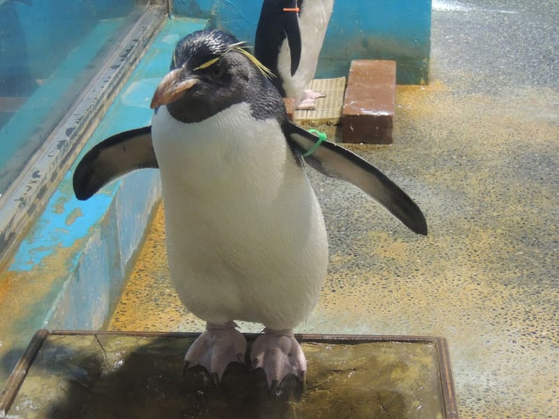 Acquario dei Pinguini di Nagasaki (長崎ペンギン水族館)
