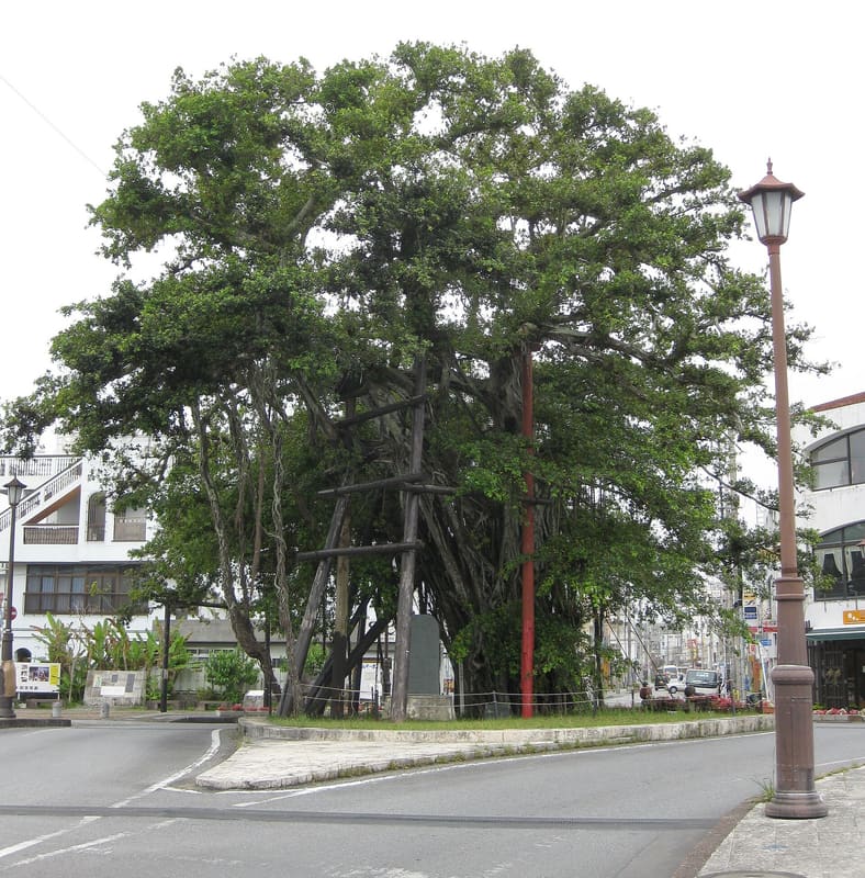 The banyan-hinpun of Nago