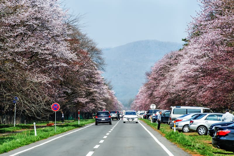 Nijikken Cherry Tree Avenue (二十間道路桜並木)