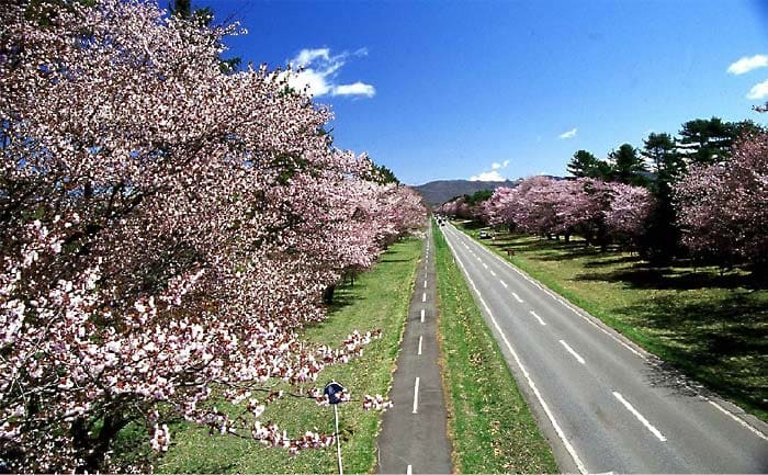 Nijikken Cherry Tree Avenue (二十間道路桜並木)