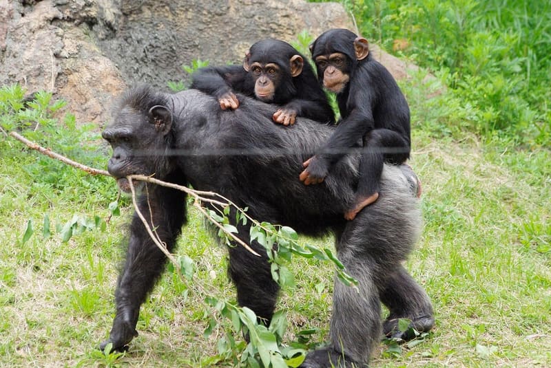 Noichi Prefectural Zoo