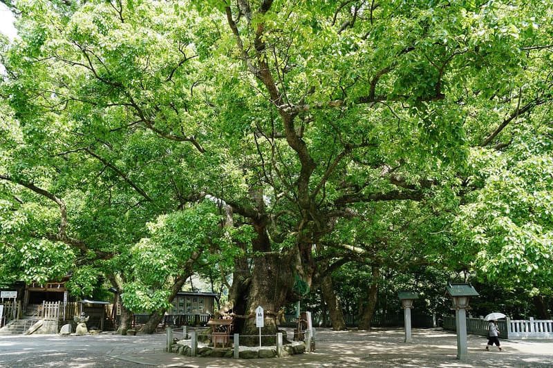 大麻比古神社
