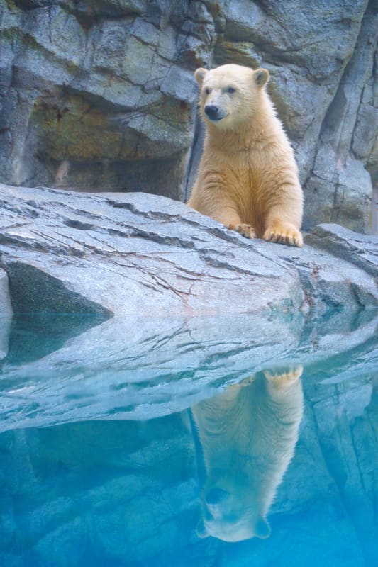 Acquario di Oga GAO