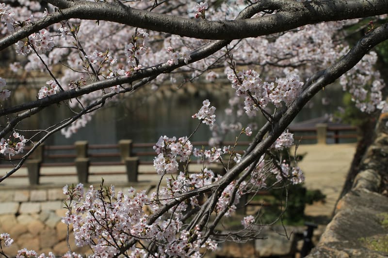 岡山城