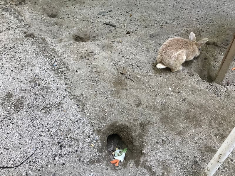 Ōkunoshima (Rabbit Island)